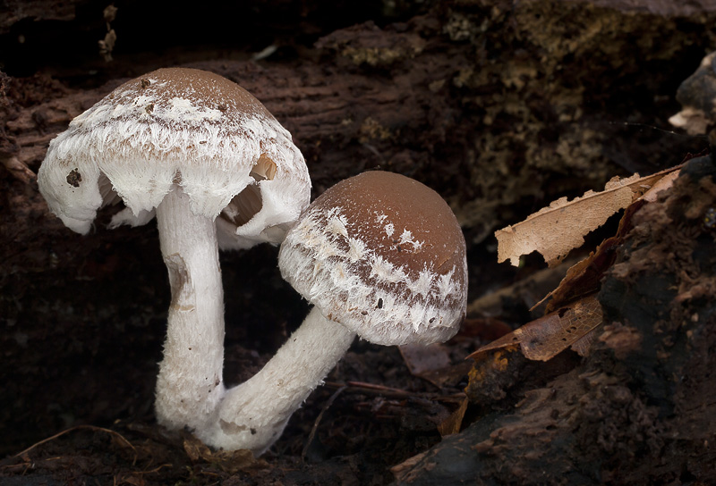 Psathyrella spintrigeroides